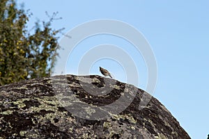 Crested lark, Natural Park Los Barruecos, Spain photo