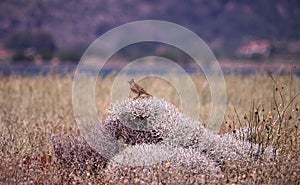 Crested lark at Nature Reserve at Kalloni Lesvos Greece