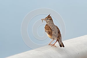 A Crested Lark perched. Lesvos, Greece.