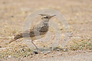 Crested Lark portrait