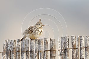 Crested Lark sat on fence