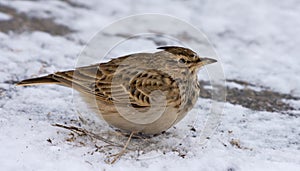 Crested Lark sits on snowy earth in cold winter