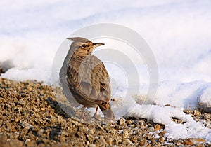 Crested lark on snow