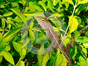 Crested lizard on a green branch