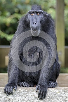 Crested macaque Macaca nigra
