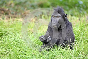 Crested macaque Macaca nigra