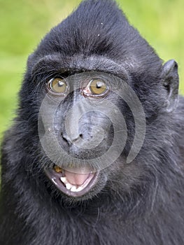 Crested macaque Macaca nigra looking at camera