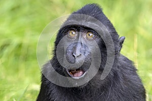 Crested macaque Macaca nigra looking at camera