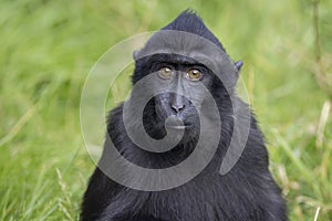 Crested macaque Macaca nigra looking at camera