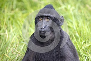 Crested macaque Macaca nigra looking at camera