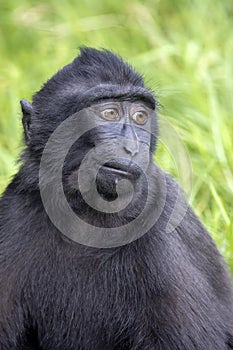 Crested macaque Macaca nigra looking at camera