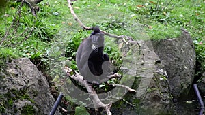 Crested Macaque Monkey Picking Leaf Out of Pond and Eating