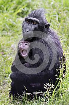 Crested Macaque