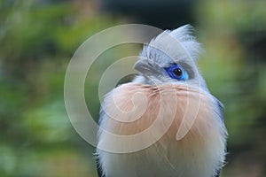 Crested madagascar coucal