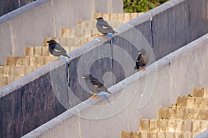 Crested Myna