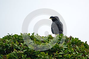 Crested Myna