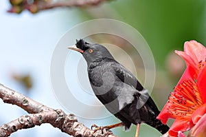 Crested Myna on Cotton tree photo