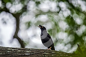 Crested Myna Formal Name: Acridotheres cristatellus