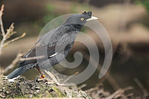 Crested myna