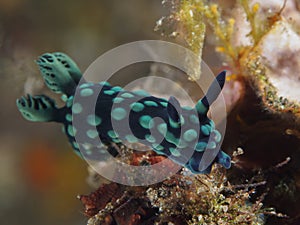 Crested nembrotha