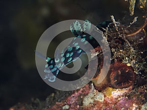 Crested nembrotha