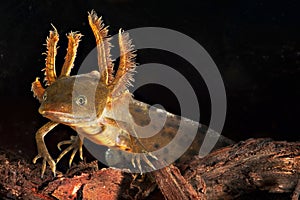 Crested newt tadpole water salamander amphibian photo