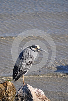 A crested Night Heron perches near the water.