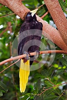 Crested Oropendola