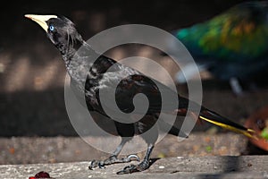 Crested oropendola Psarocolius decumanus photo