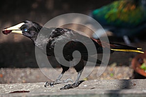 Crested oropendola Psarocolius decumanus photo