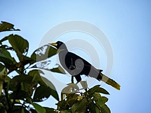 The Crested Oropendola, Psarocolius decumanus, sits high in a tree and observes the surroundings. Colombia photo