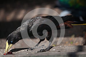 Crested oropendola & x28;Psarocolius decumanus& x29; photo