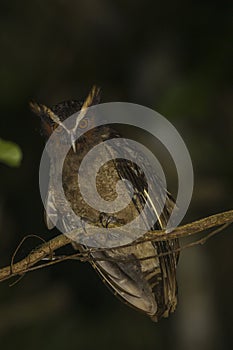 Crested owl in Corcovado National Park photo