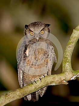 Crested Owl from Ecuador