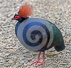 Crested partridge 1