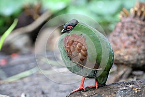 The crested partridge Rollulus rouloul