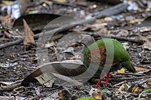 A crested partridge Rollulus rouloul also known as the crested wood partridge, roul-rou