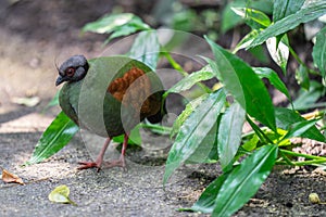 The crested partridge, Rollulus rouloul, also known as the crested wood partridge, roul-roul, red-crowned wood partridge, green