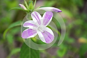 Crested Philippine violet or Bluebell barleria Barleria cristat