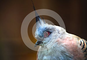 The Crested pigeon