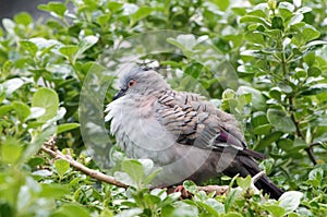 Crested pigeon