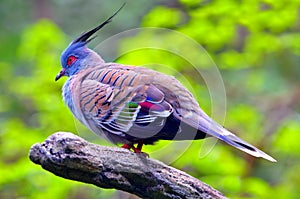 Crested pigeon