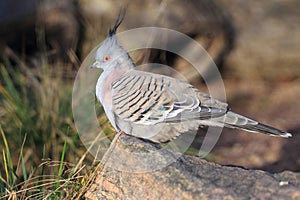 Crested pigeon