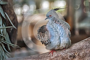 Crested Pigeon. Beautiful bird with blue plumage
