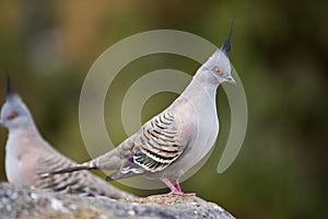 Crested pigeon