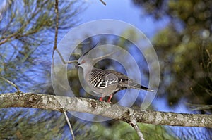 Crested Pigeon, geophaps lophotes, Adult standing on Branch, Australia