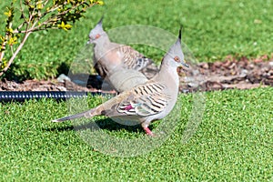 Crested pigeon on the grass