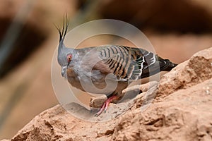 Crested pigeon ocyphaps lophotes
