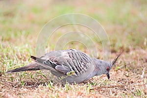 Crested Pigeon (Ocyphaps lophotes)