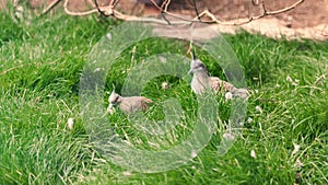 Crested pigeon, Ocyphaps lophotes, topknot pigeon